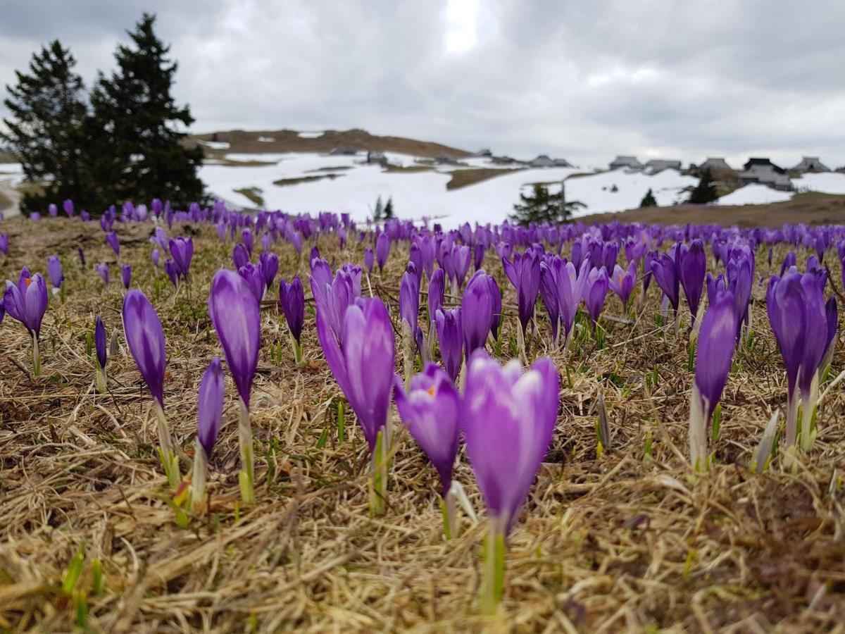 Chalet Pehta Velika Planina Villa Stahovica Eksteriør bilde